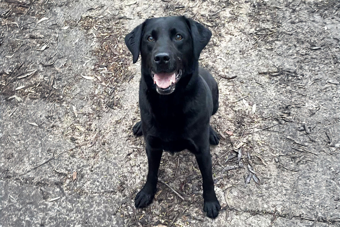 Police Dog Leroy PD356