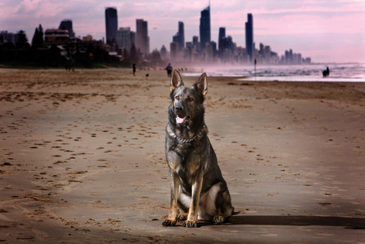 Police Dog Hondo PD339