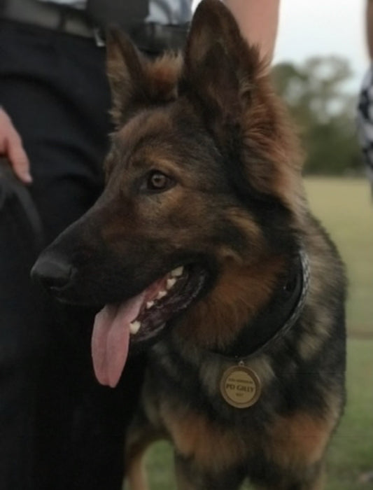 Police Dog Gilly PD437